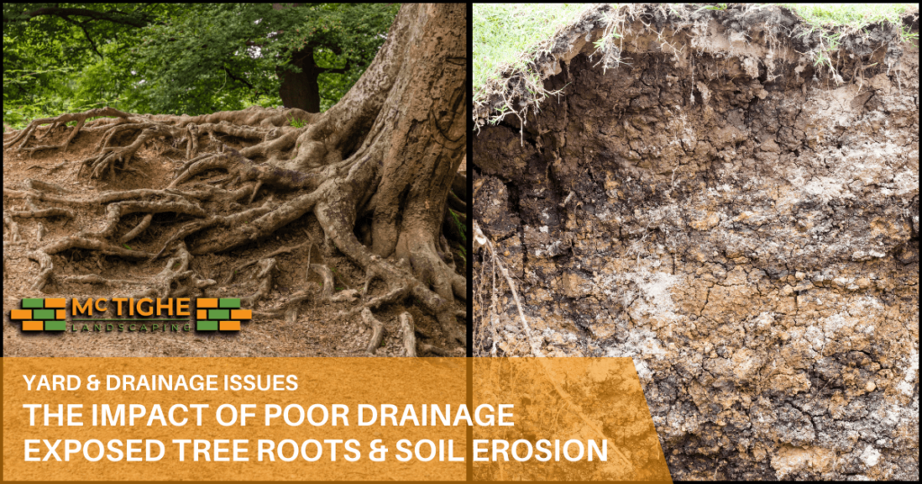 Soil erosion and exposed tree roots the impact of poor drainage addressed by McTighe Landscaping in Los Gatos and surrounding areas