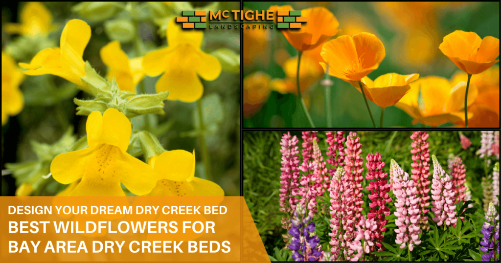 Best wildflowers for dry creek bed landscaping in Sunnyvale Bay area California